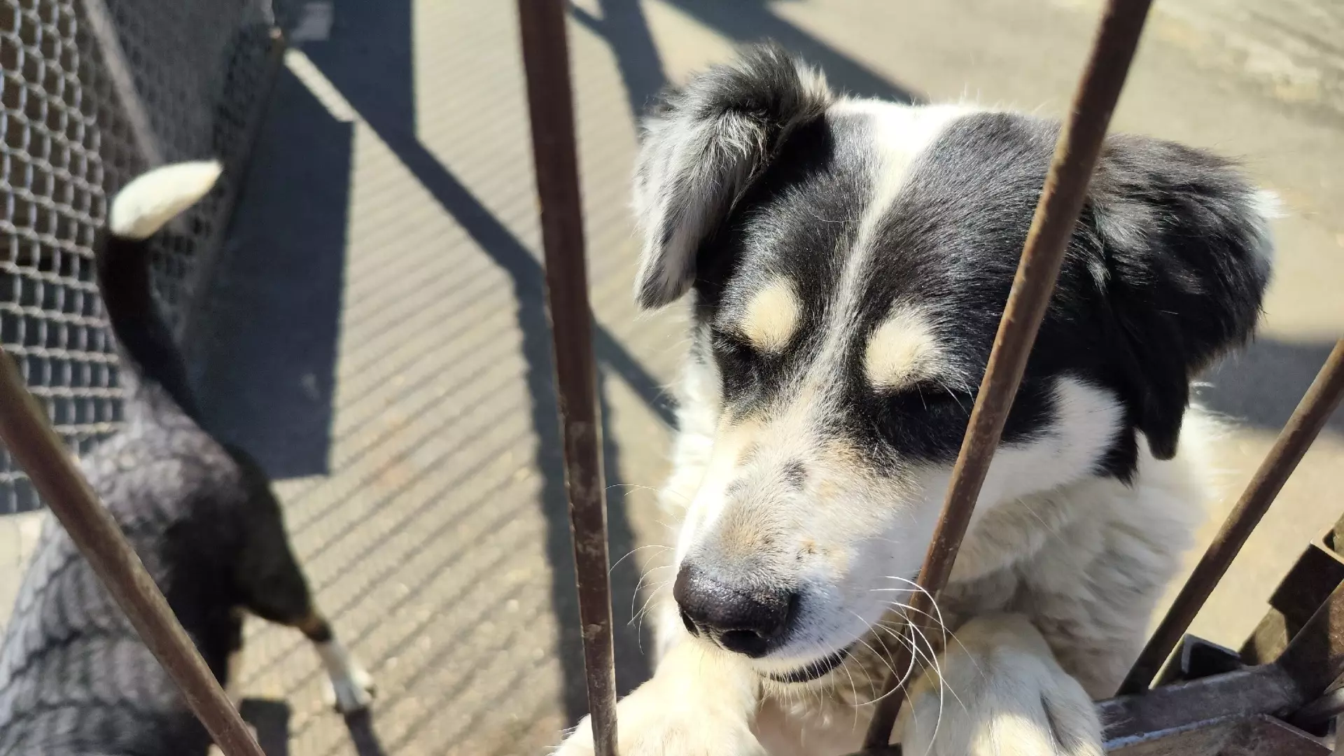 Самые дорогие породы собак в Нижнем Новгороде