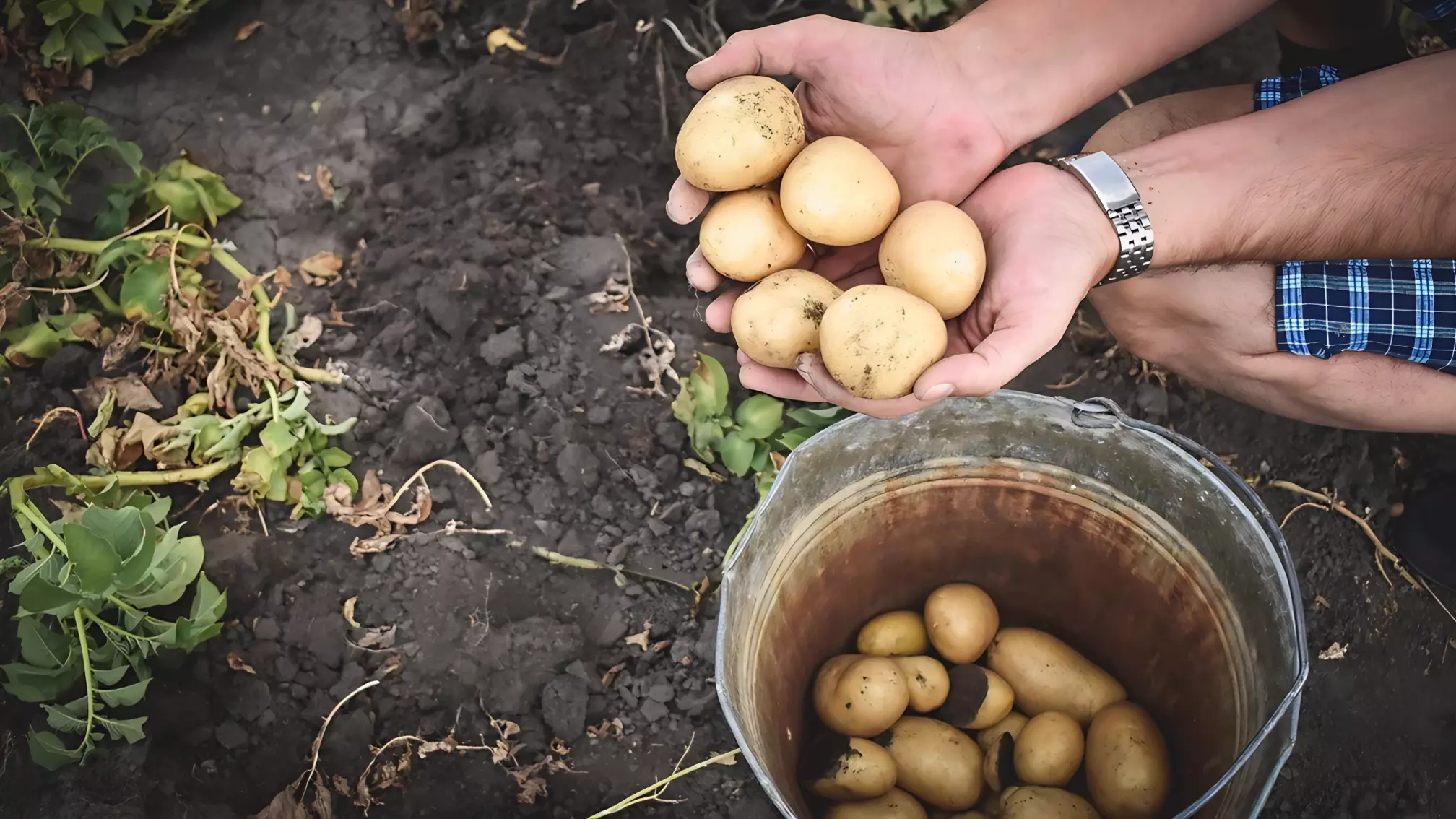 Советы по посадке картофеля для нижегородцев