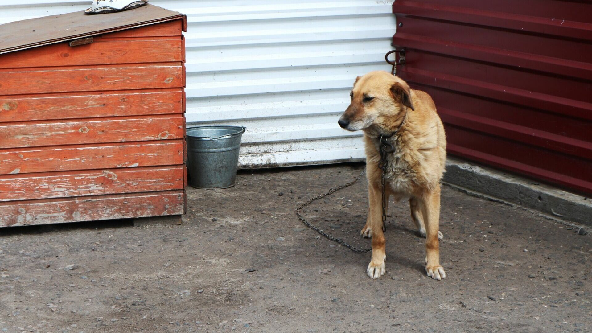 Мелик-Гусейнов прокомментировал травлю бездомных собак