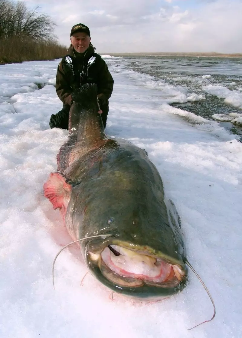 Рыбак поймал 100-килограммового сома в Нижегородской области