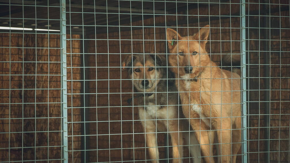 Нижегородку через суд заставили избавиться от собак