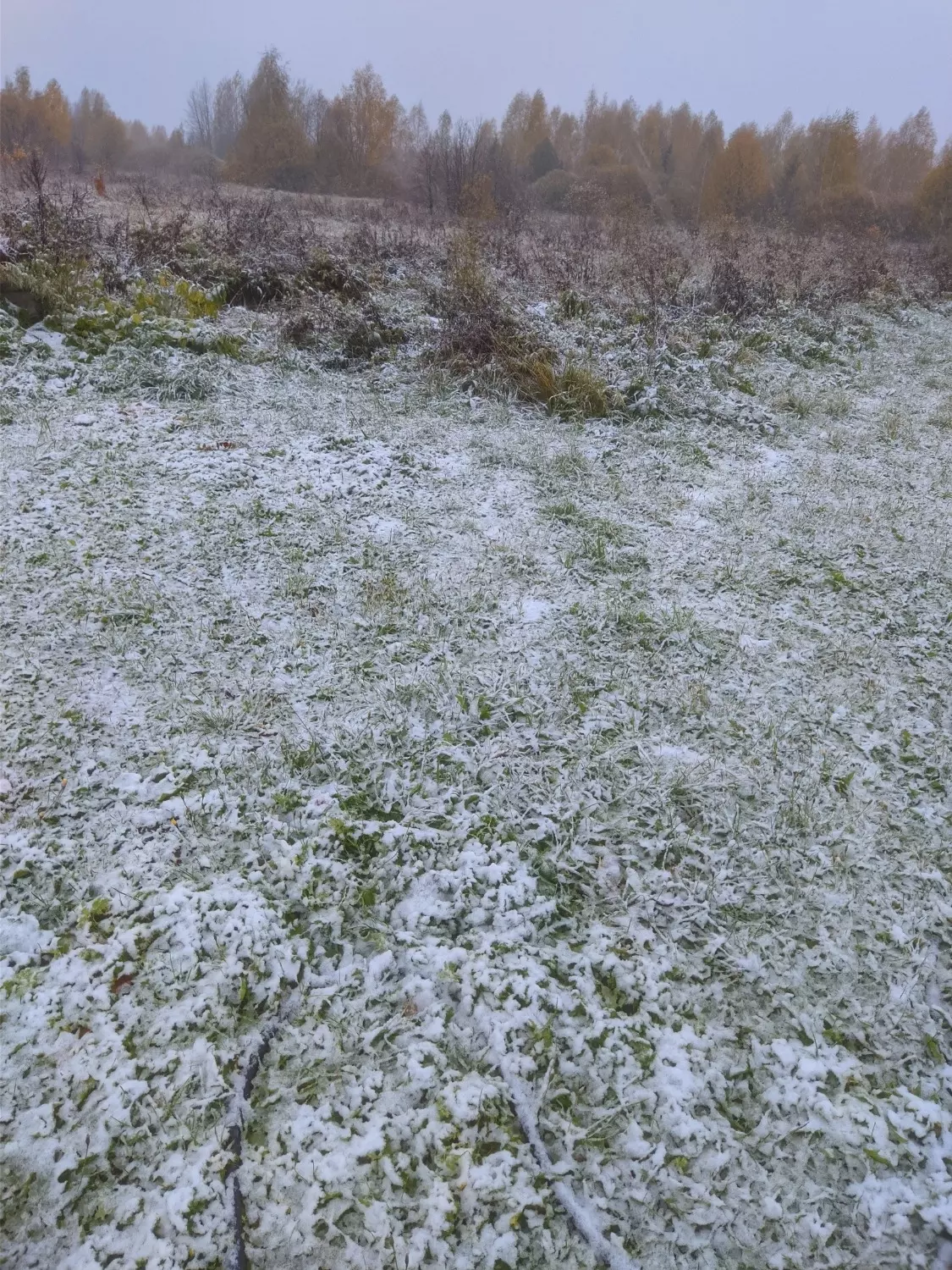 Первый снег выпал в Нижегородской области