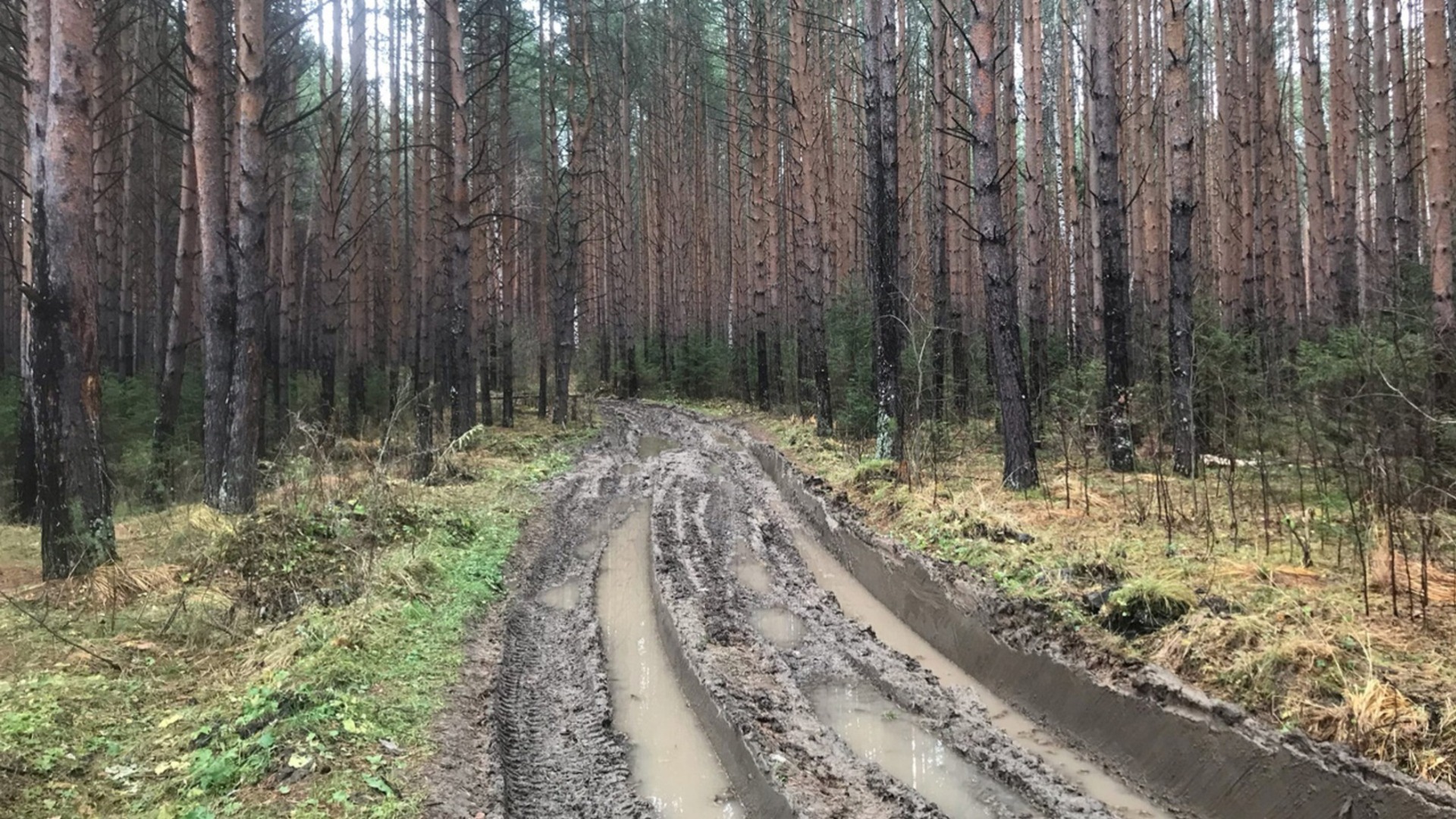 Нижегородский водитель заблудился в лесу под Владимиром и умер