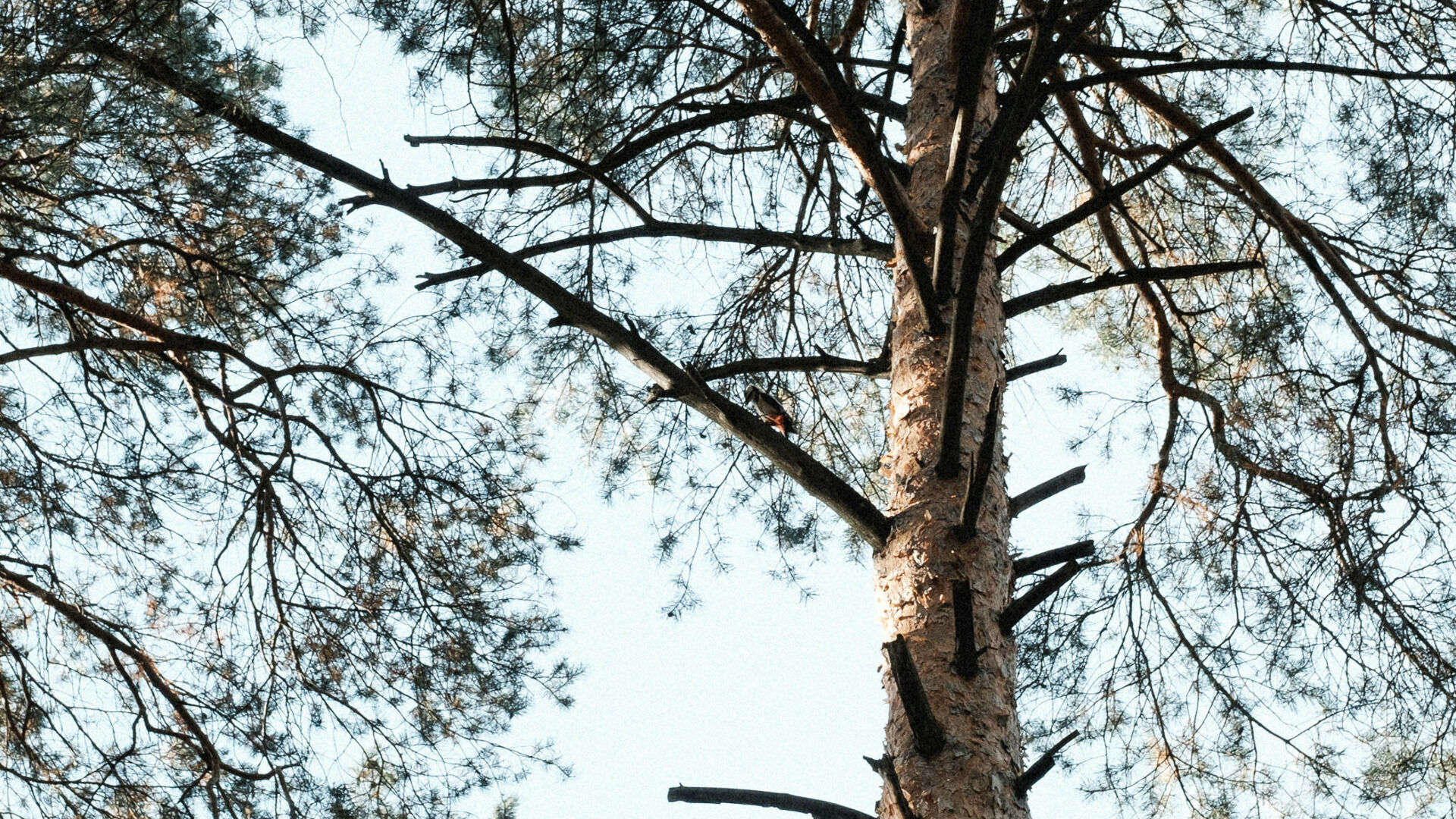 Мужчина найден повешенным на дереве в Дзержинске