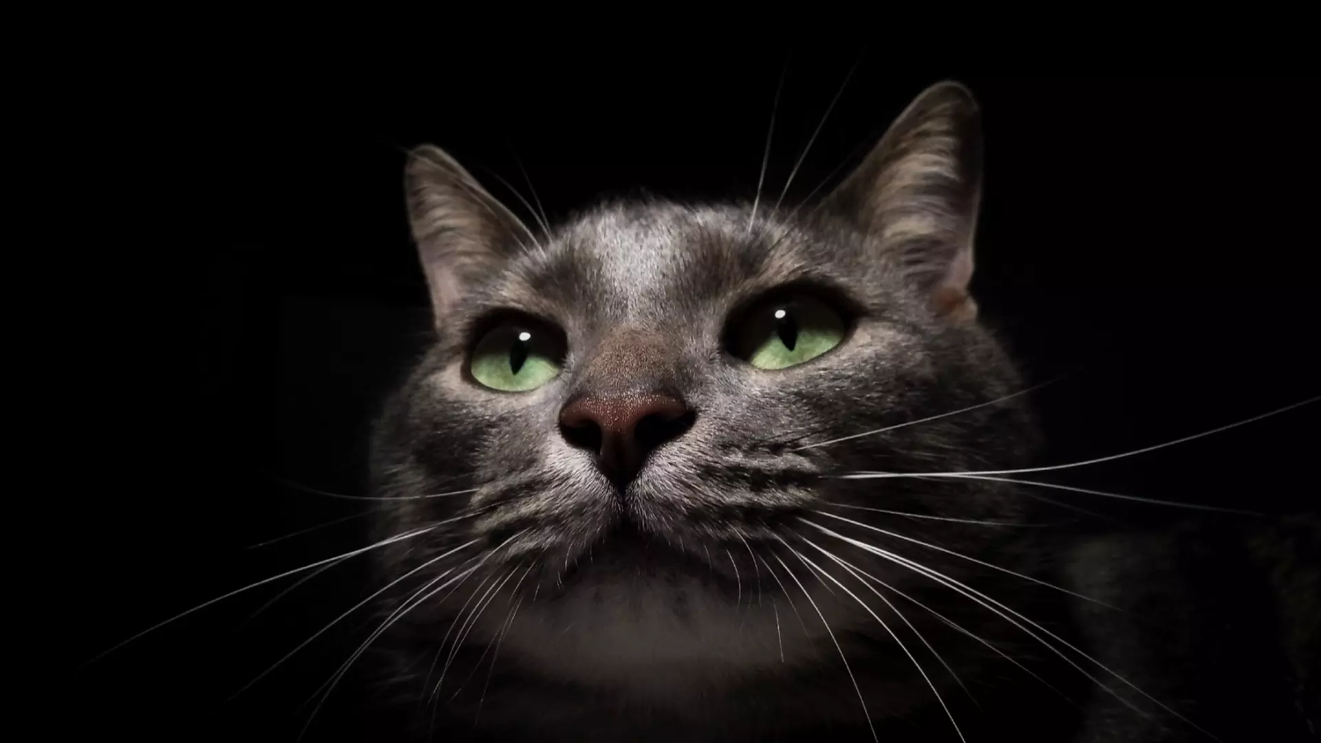 Видят ли кошки призраков: научное и магическое объяснения