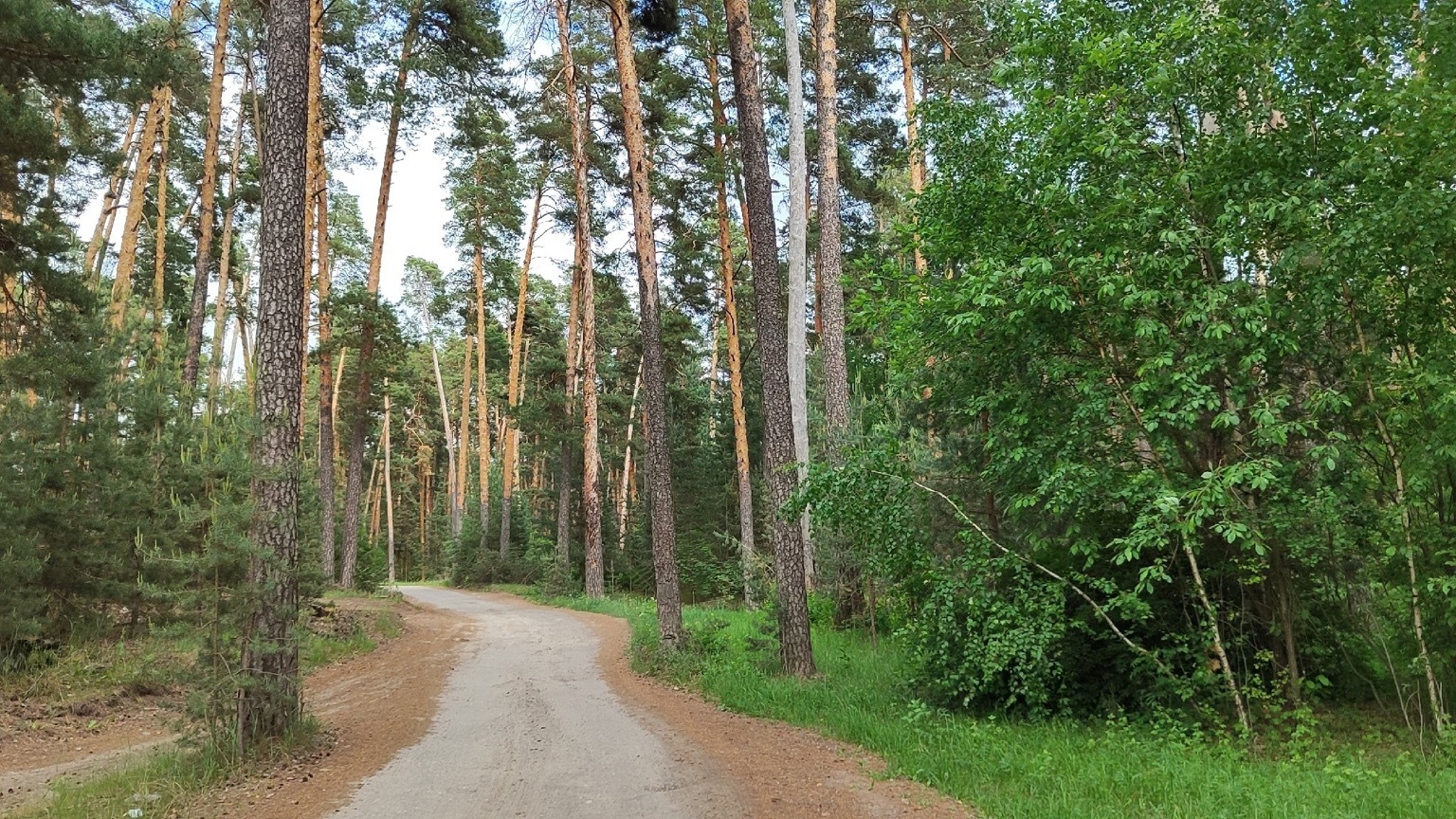 Чрезвычайная пожароопасность нижегородских лесов сохранится до 13 июня