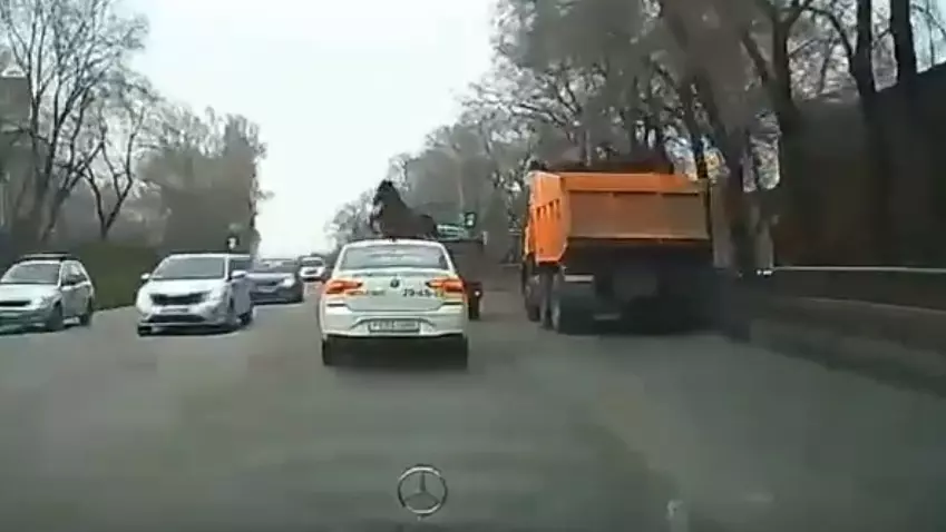 Лошадь на ходу выпрыгнула из грузовика на дорогу в Новокузнецке