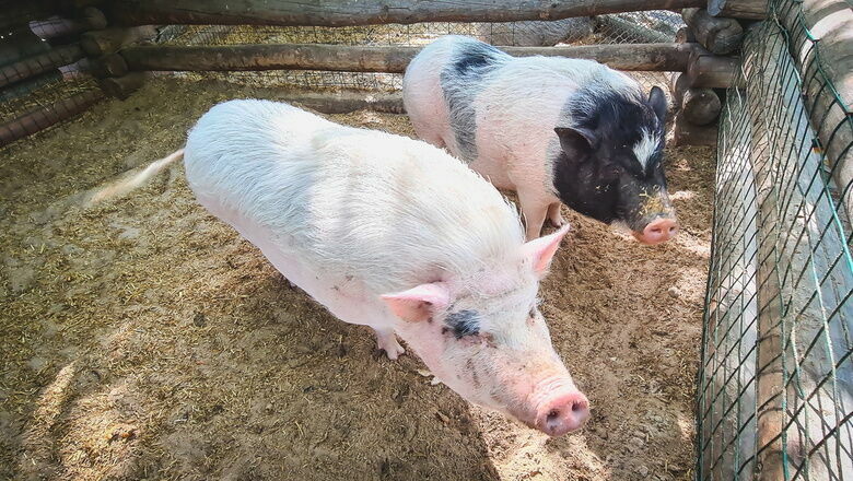 Почти 30 тысяч свиней уничтожат из-за АЧС в Нижегородской области