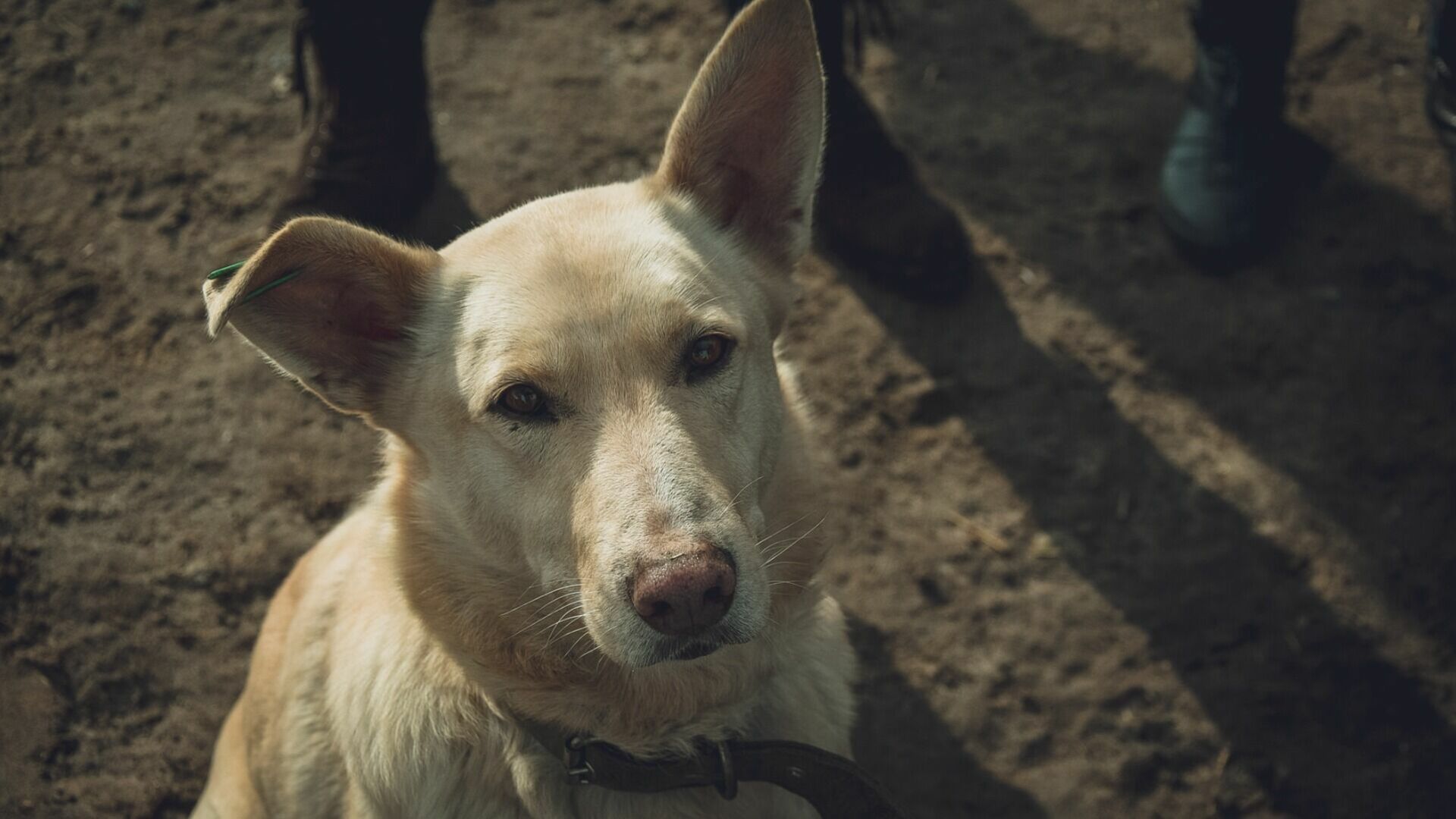 Полиция разбирается с жалобами на стаю собак в нижегородском СНТ