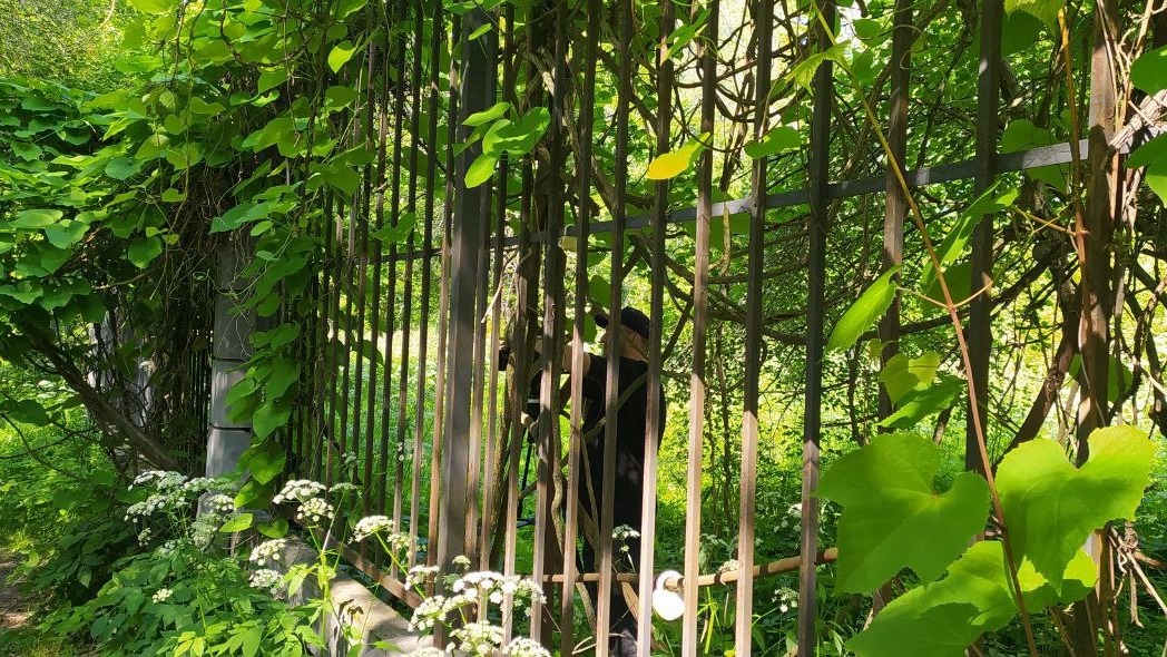 Съемки сериала о разведке состоялись в нижегородском Ботаническом саду