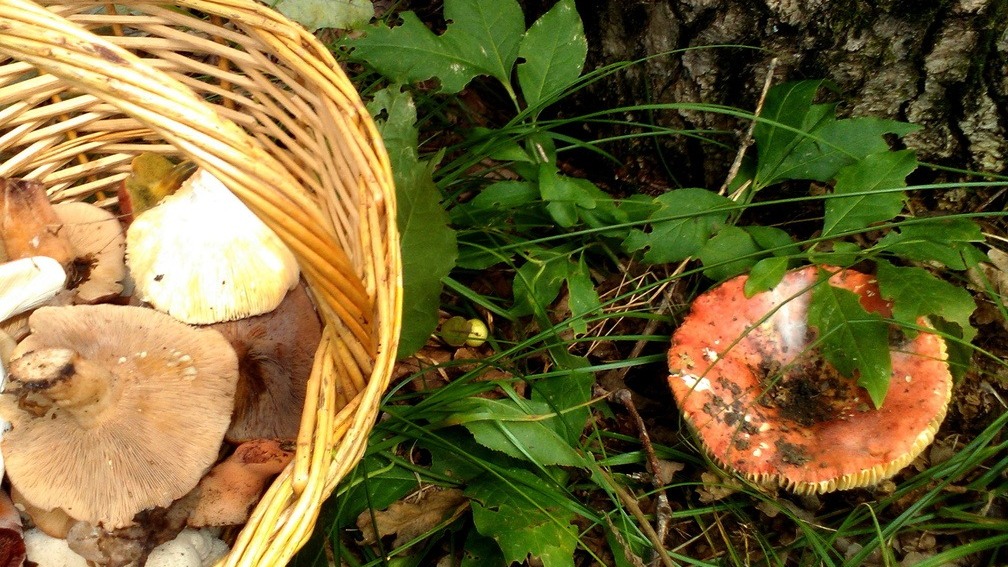 «Кровоточащий» гриб обнаружили в Нижегородской области