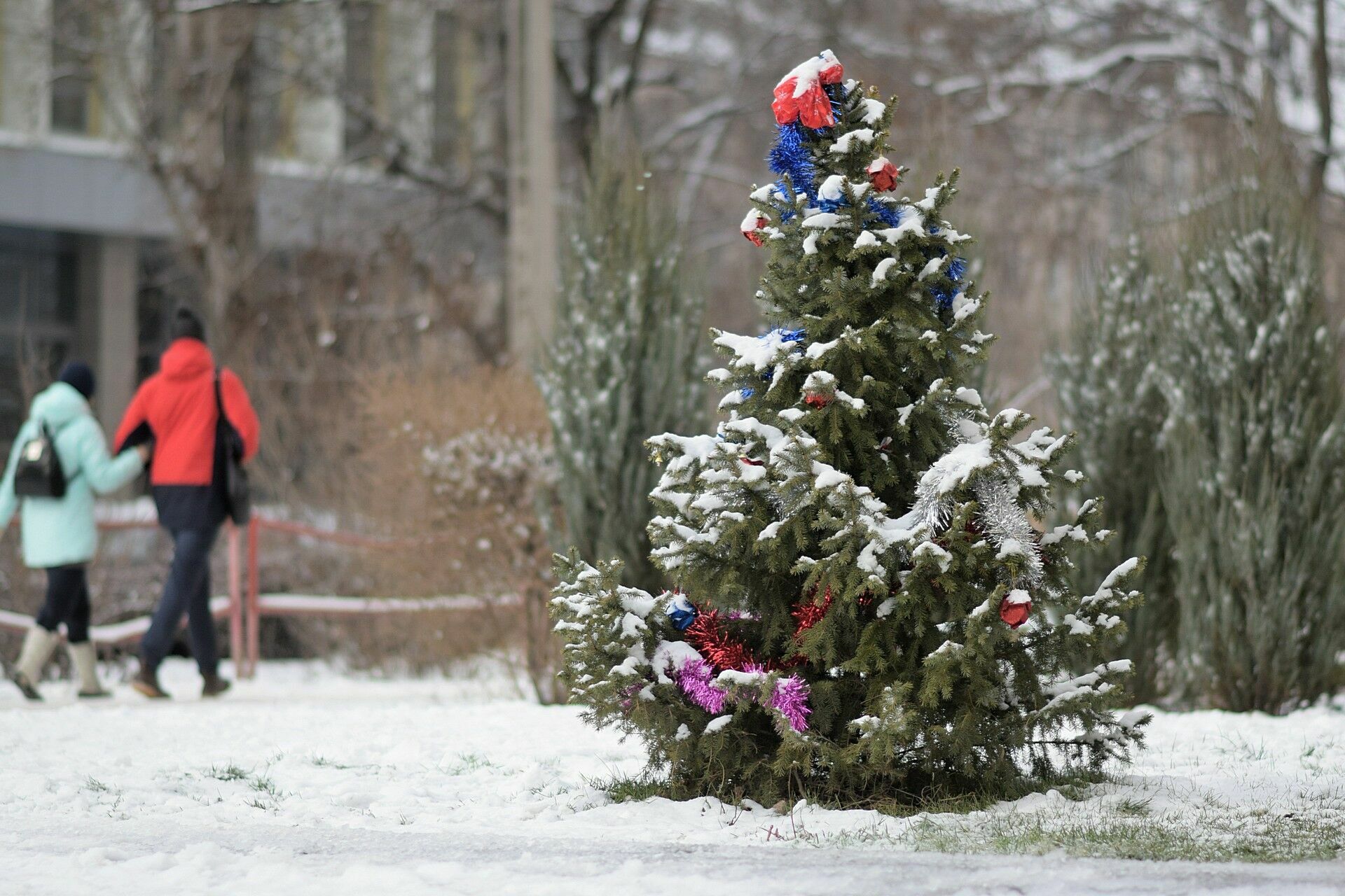 Нижегородцы нашли способ подзаработать к Новому году на елках