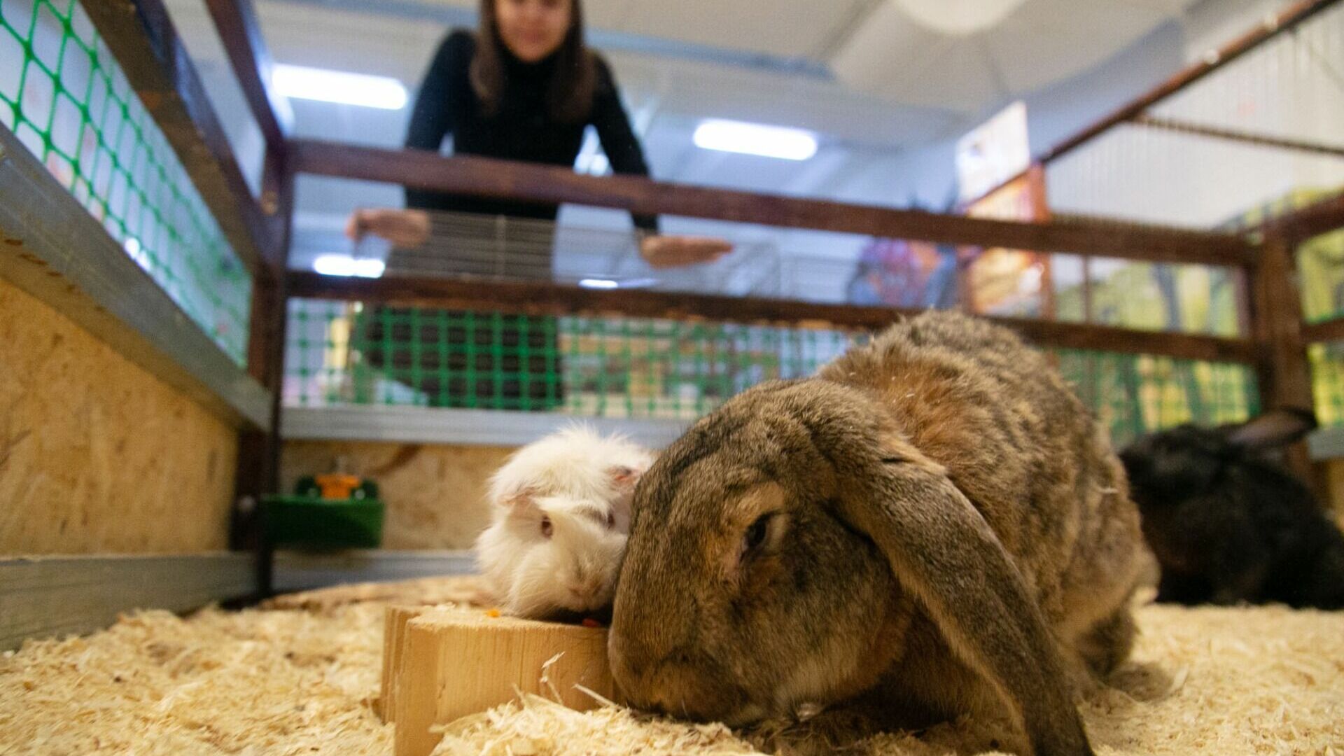 Зоозащитники просят нижегородцев не устраивать фотосессии с кроликами