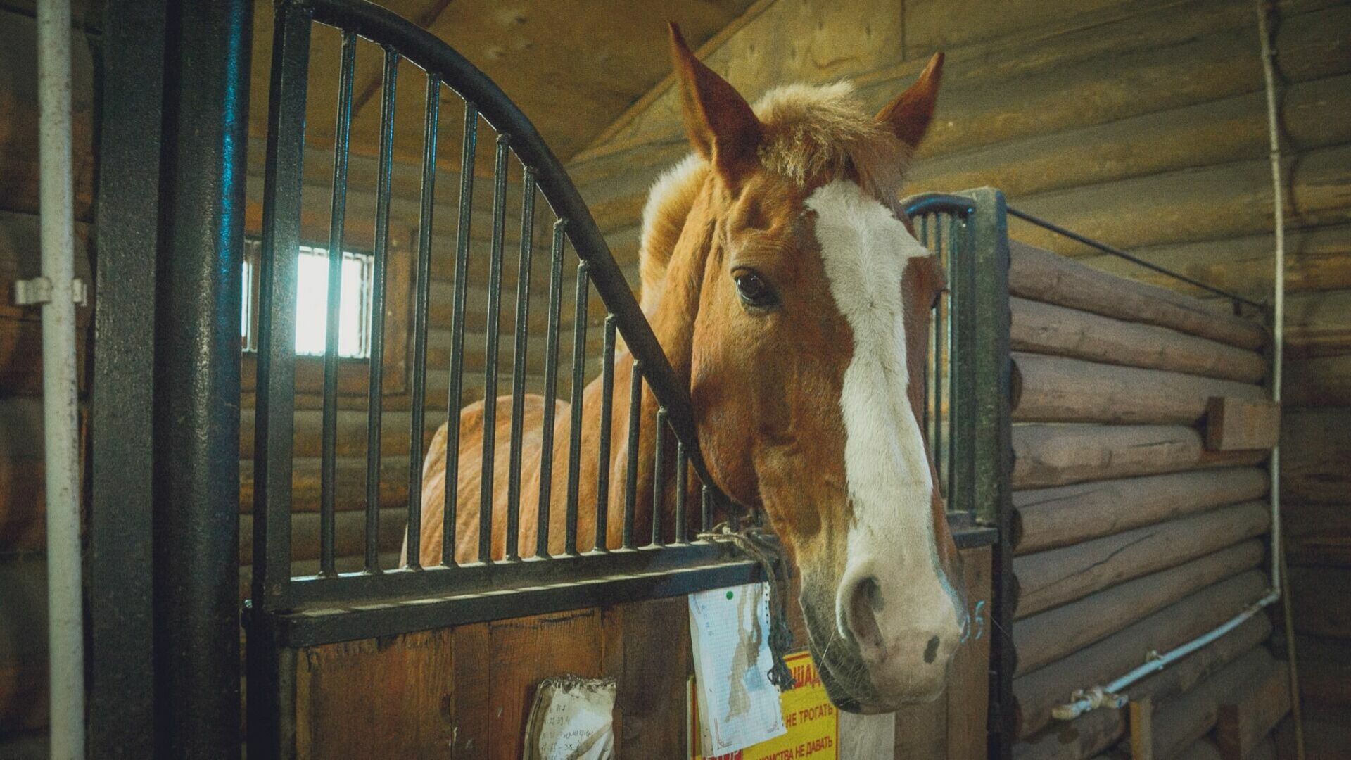Нижегородка планирует взыскать четыре млн рублей с ветклиники за хромого коня