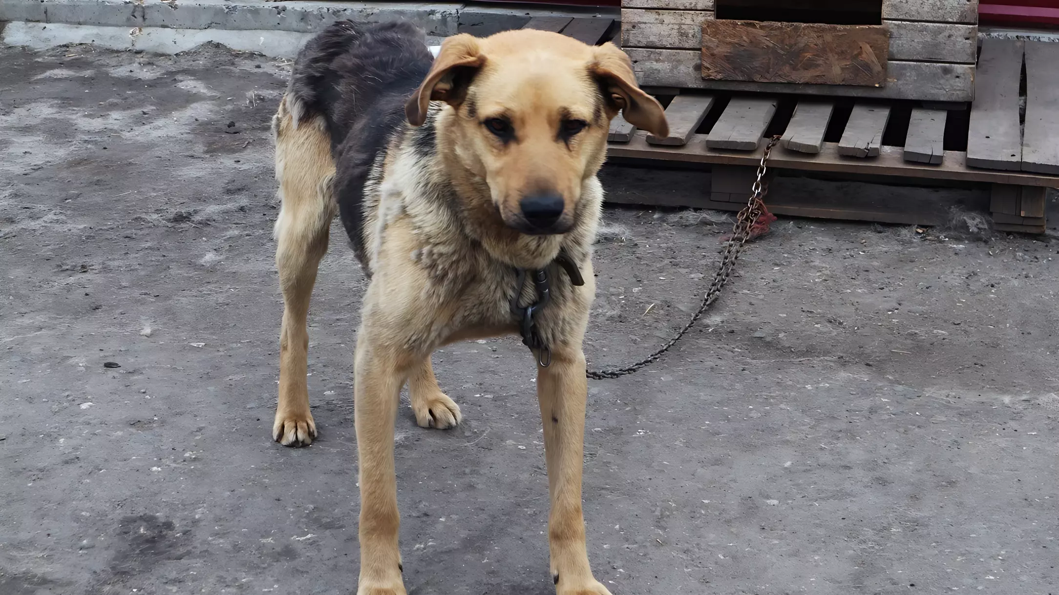 Жители Мурзино обеспокоены состоянием брошенной собаки