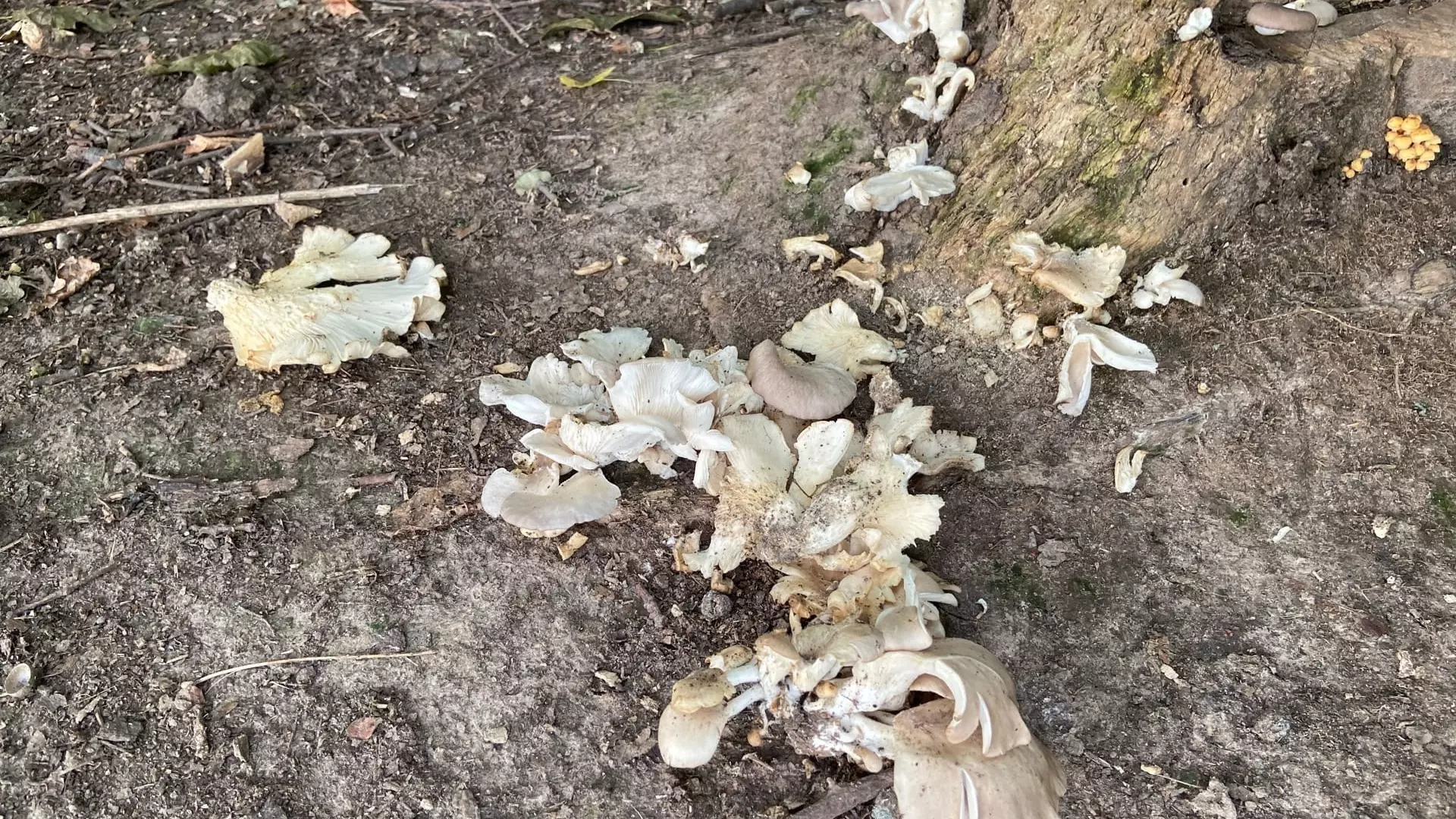 Двух из трех отравившихся грибами нижегородцев выписали из больницы
