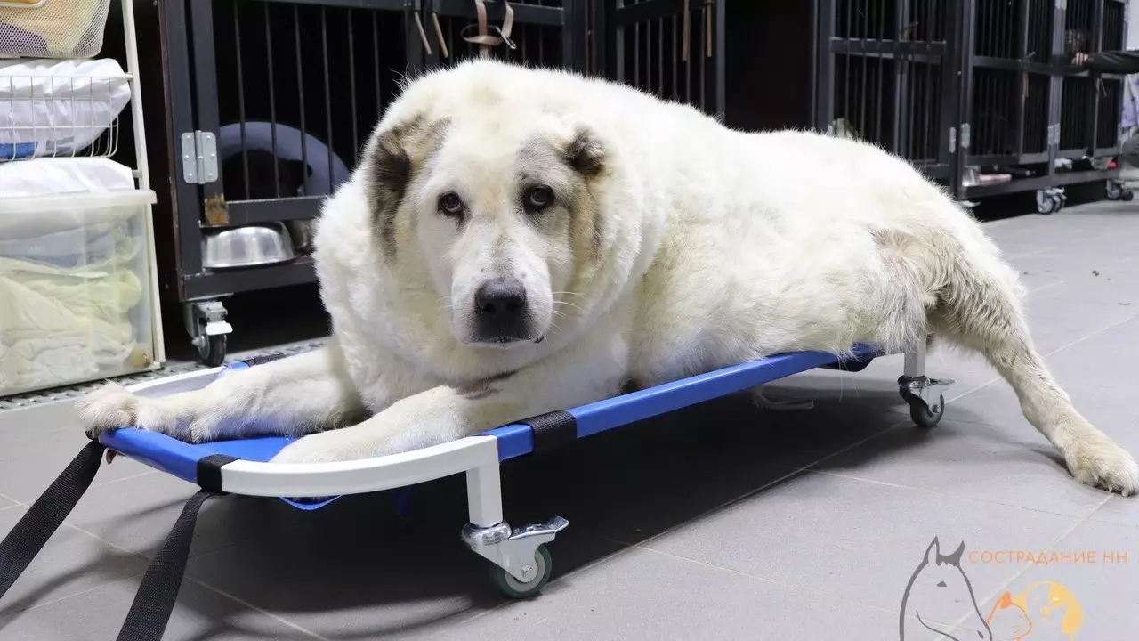 Самый толстый пес Кругетс похудел на 36 кг
