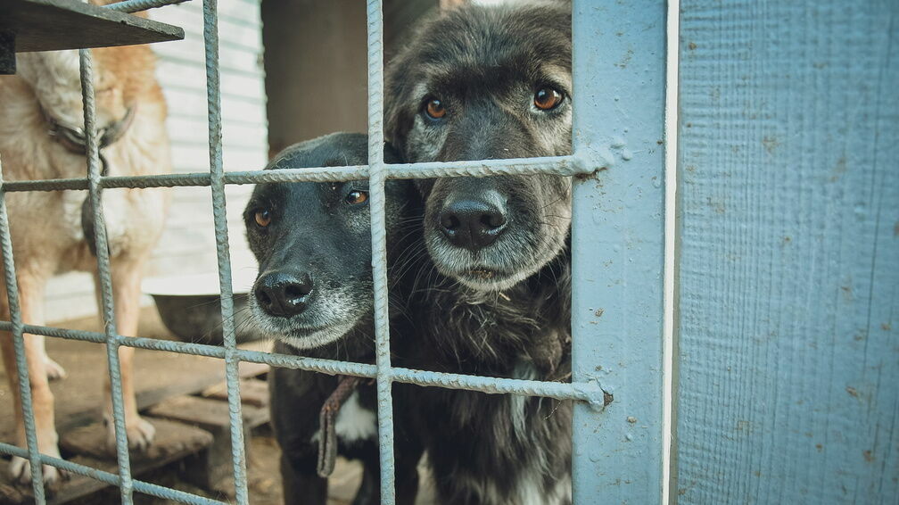Петицию о создании приюта для животных опубликовали нижегородские волонтеры