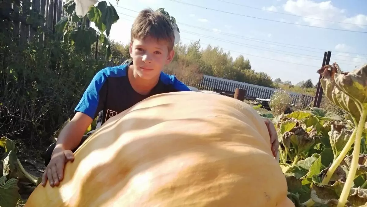 Нижегородский школьник вырастил тыкву весом 232 кг