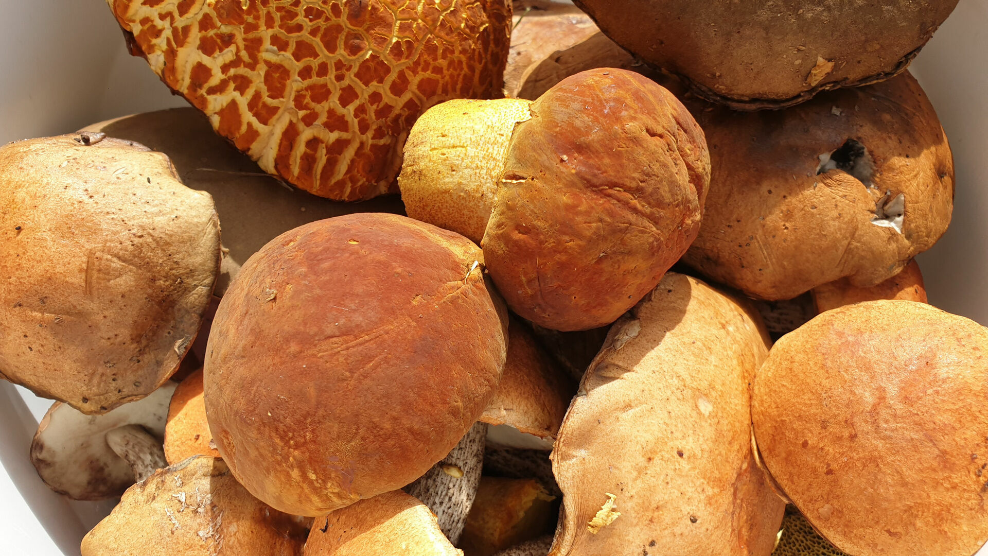 Нижегородцам дали рекомендации по сбору грибов