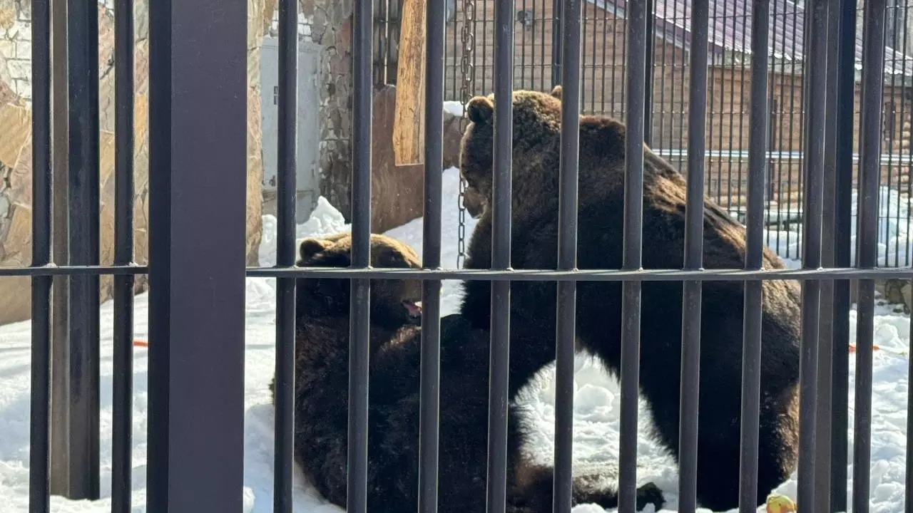 Медведей выпустили в вольеры после спячки