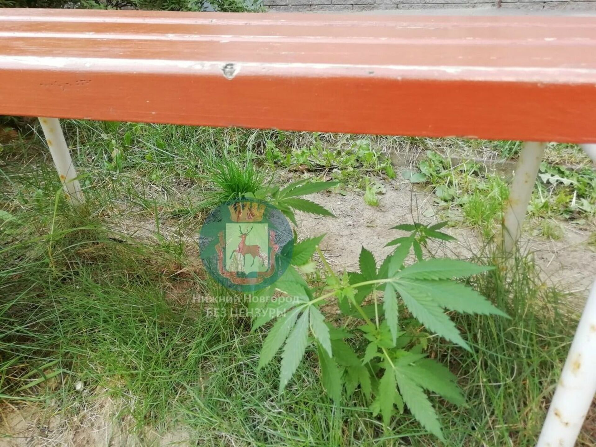 Где растет конопля в нижегородской области марихуана в законе фильм