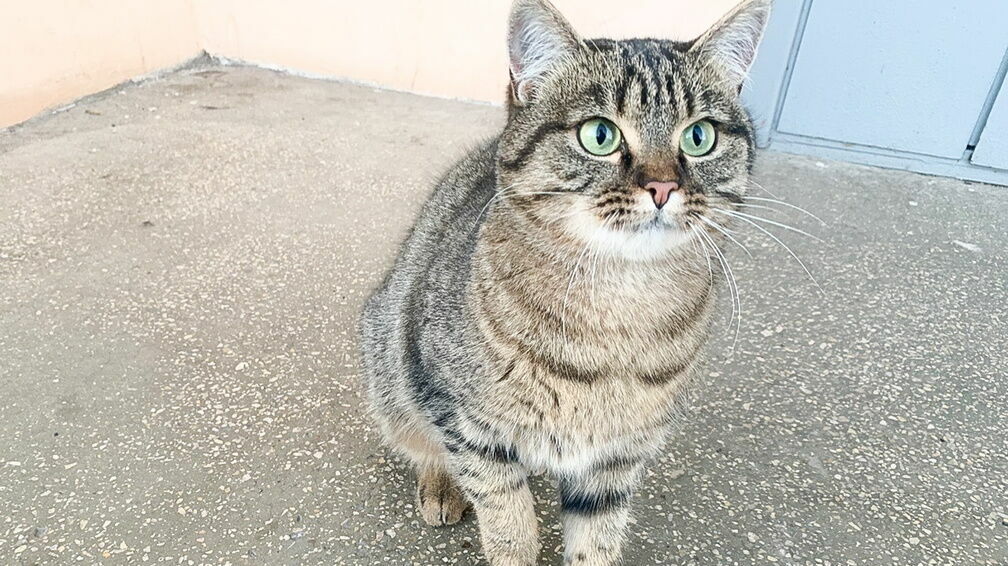 Бешеную кошку обнаружили в Княгининском районе