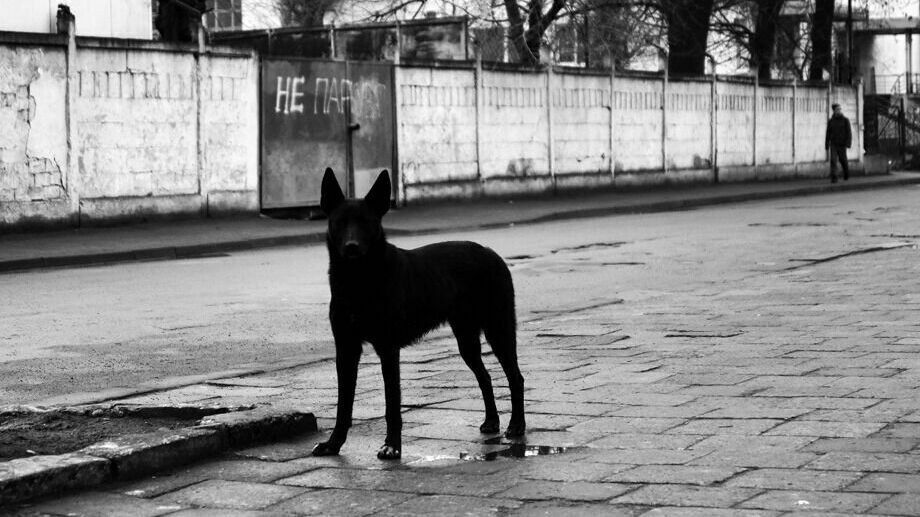 Нижегородцы пожаловались на стаю бездомных собак между двумя ЖК