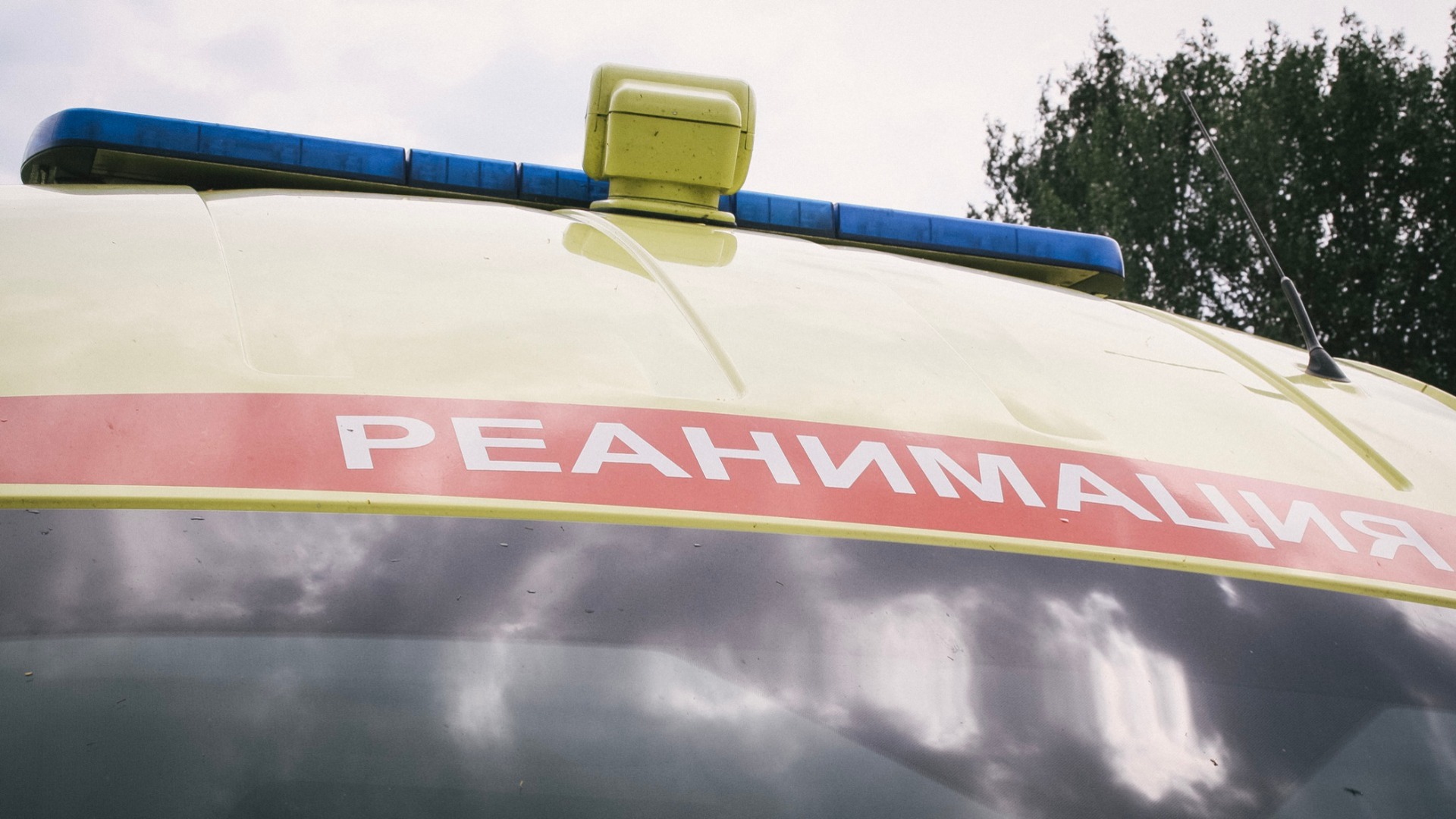 ДТП с жертвами спровоцировал лось в Нижегородской области