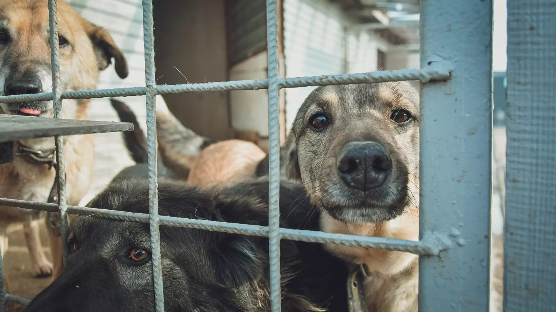 Зоозащитники спасли собак из «концлагеря» в Нижнем Новгороде