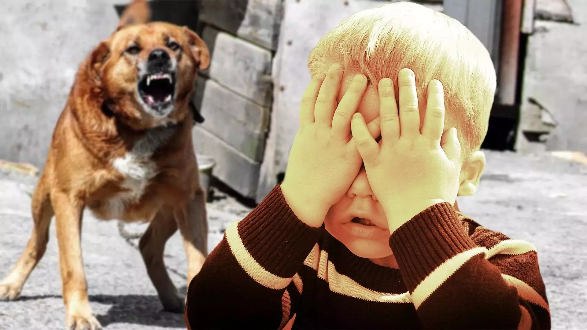 Собака покусала ребенка в Нижегородской области