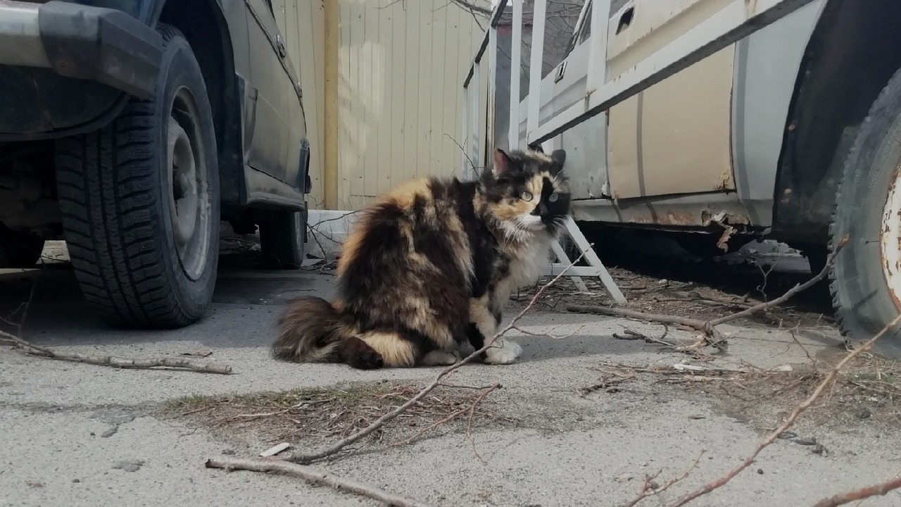 Огнеборцы спасли котенка, провалившегося в яму в Нижегородской области