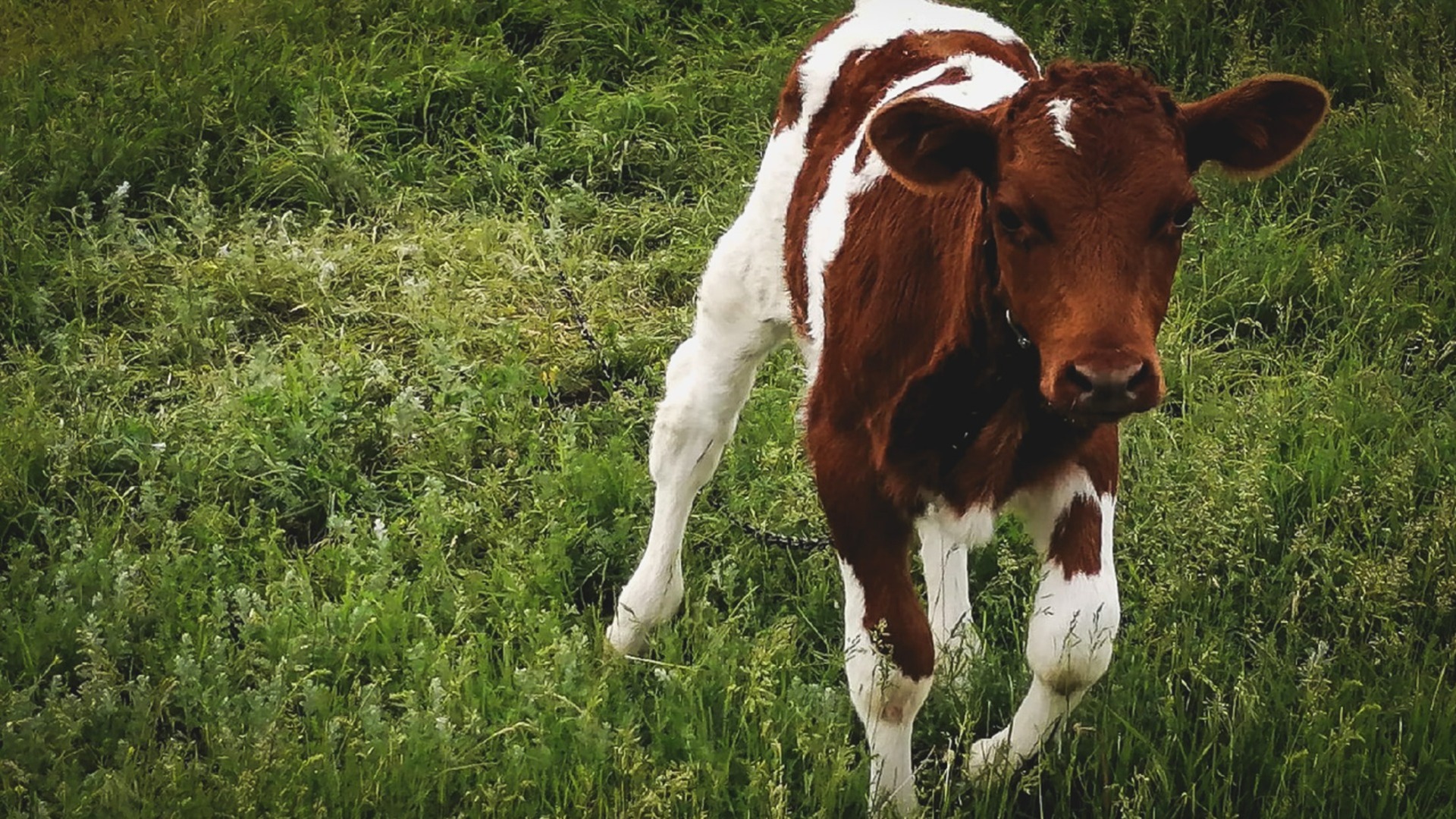 «Ковернинский молочный завод» получил предостережение из-за охраны окружающей среды