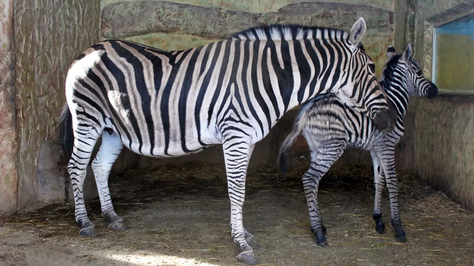 Зебра из зоопарка «Лимпопо» стала мамой