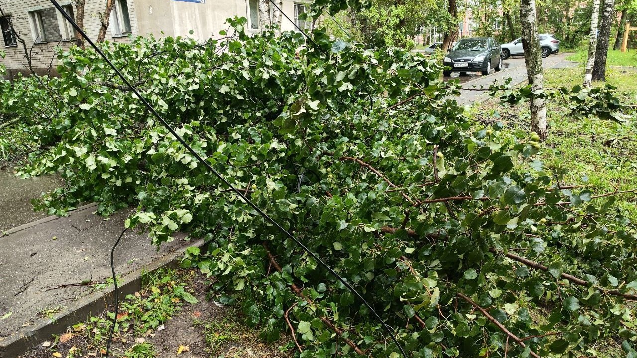 44 дерева упали из-за грозы в Нижнем Новгороде 29 июля