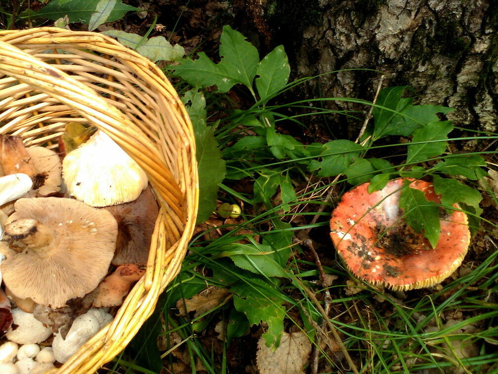 Практически килограммовый гриб нашли нижегородцы