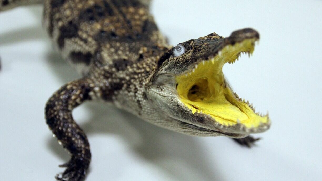Нижегородец продает подкрадули крокодильи за 10 тысяч рублей