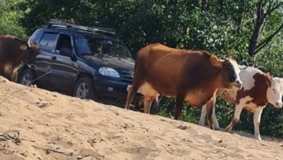 Агрессивные коровы на самовыгуле держат в страхе жителей Лысковского округа