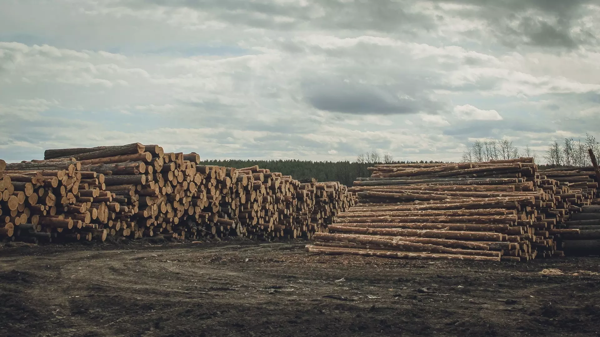 13 га леса вырубили в «Смирновских дачах» в Нижнем Новгороде