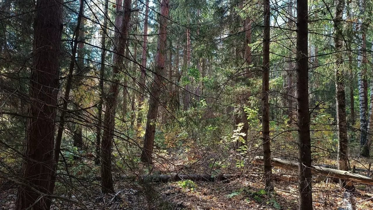Люди потерялись в нижегородских лесах