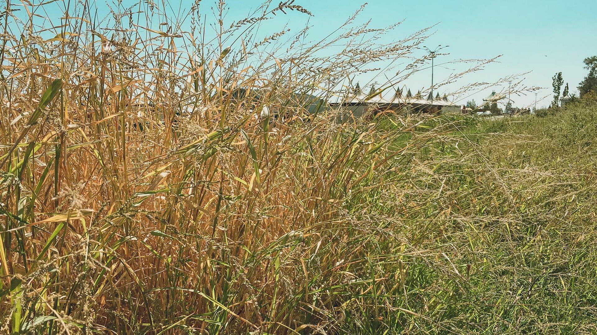 Луга, трава