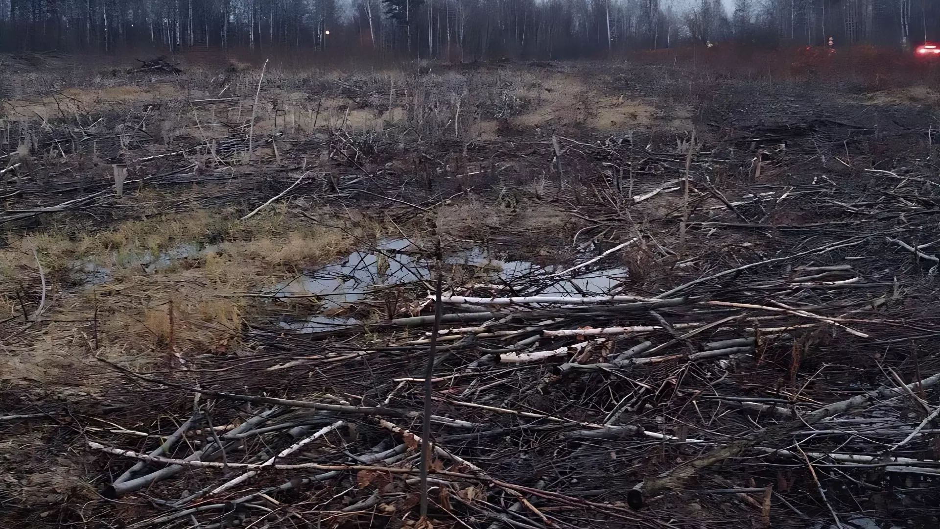 Часть охраняемого леса вырубили в Нижнем Новгороде