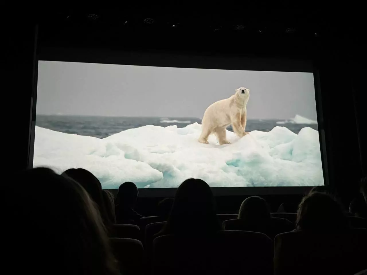 На съемки фильма про Арктику ушло семь лет