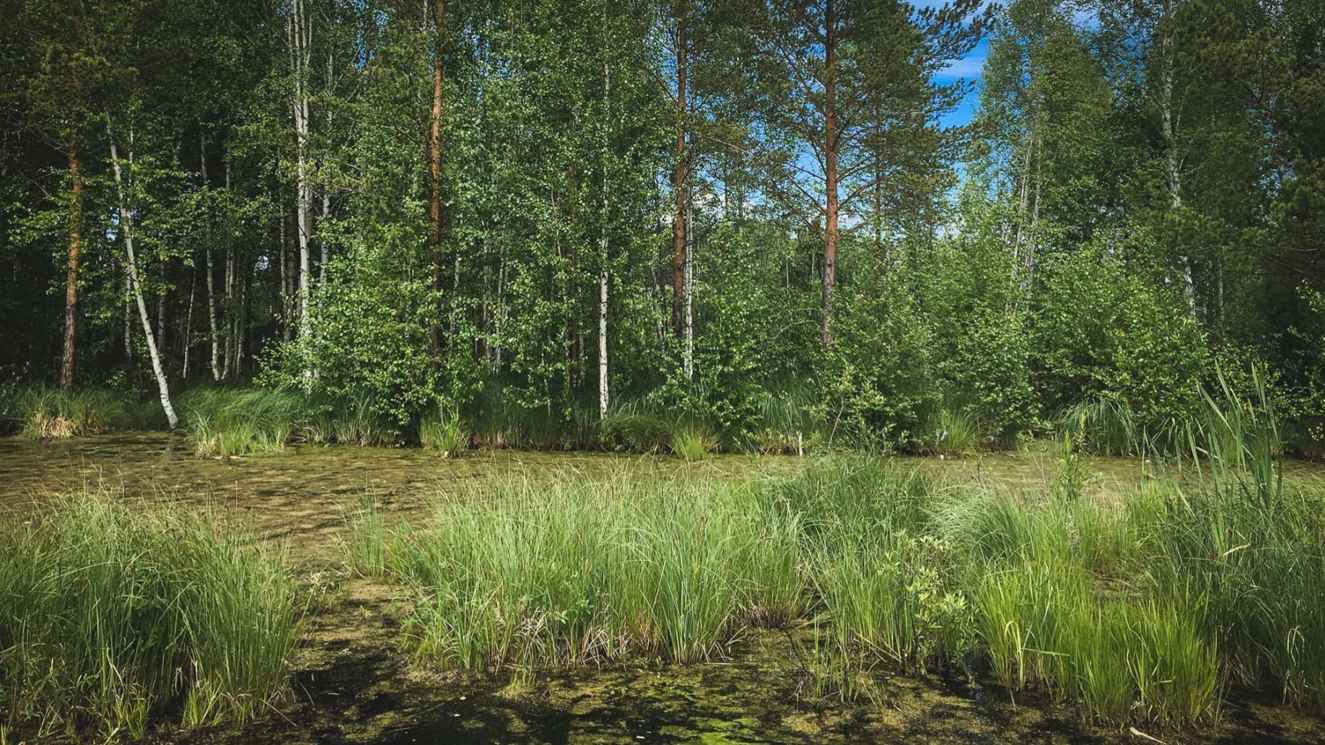 Подросток увяз в болоте в Лысковском округе