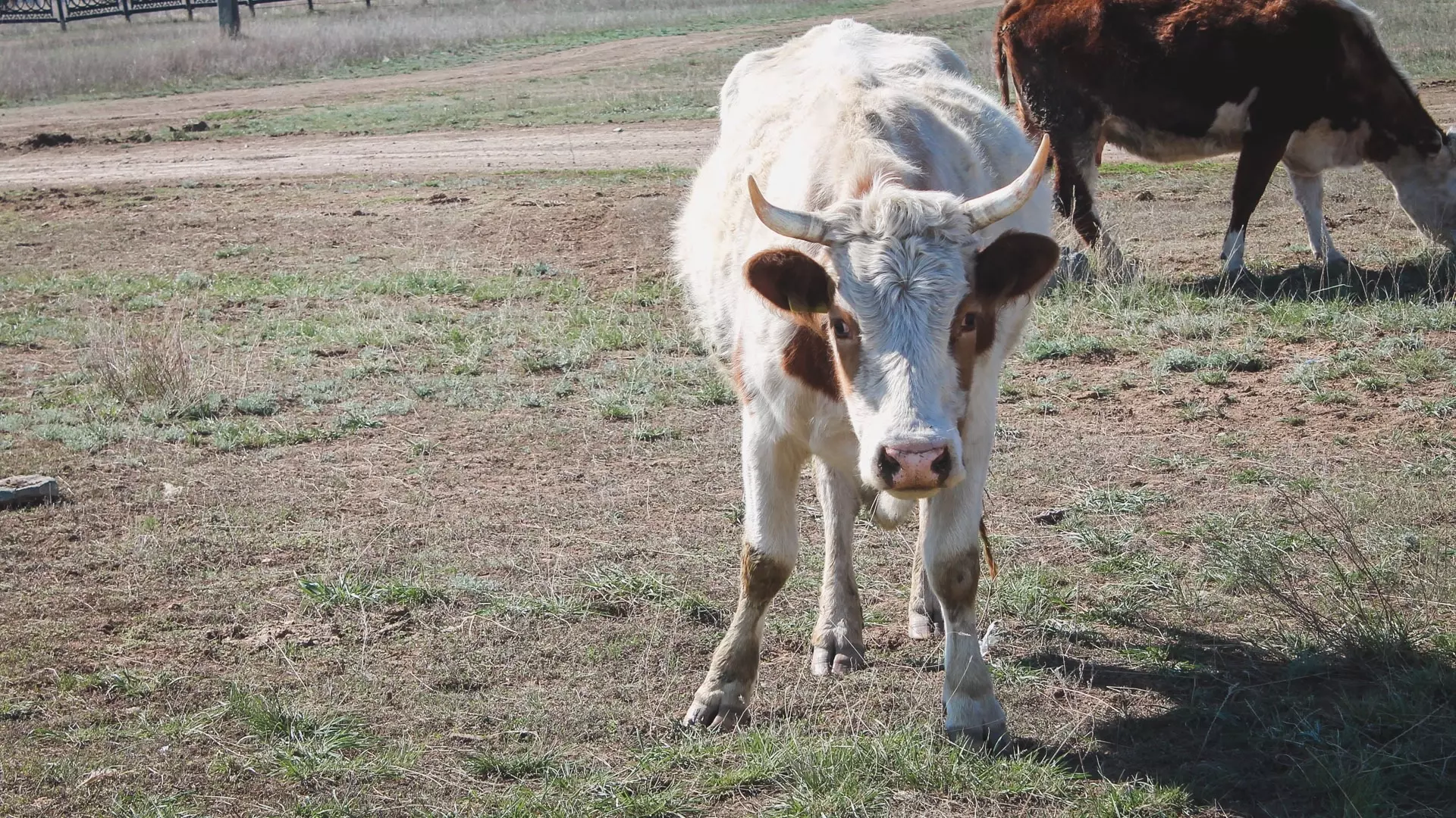 Корова ударила в голову сотрудника молочного предприятия в Нижегородской области