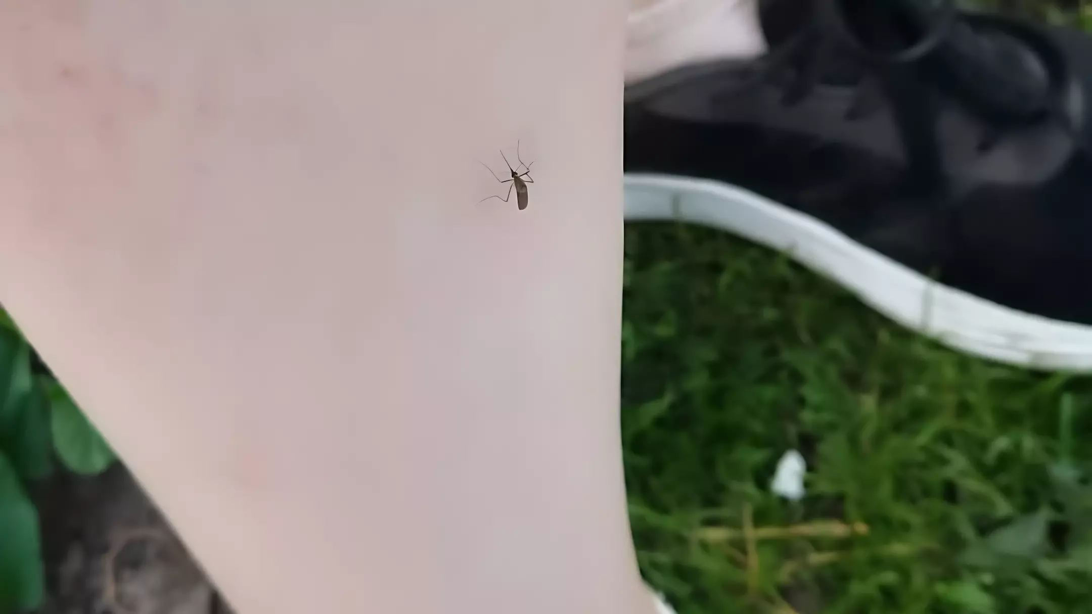 Зимние комары атаковали жилой дом в Нижегородской области