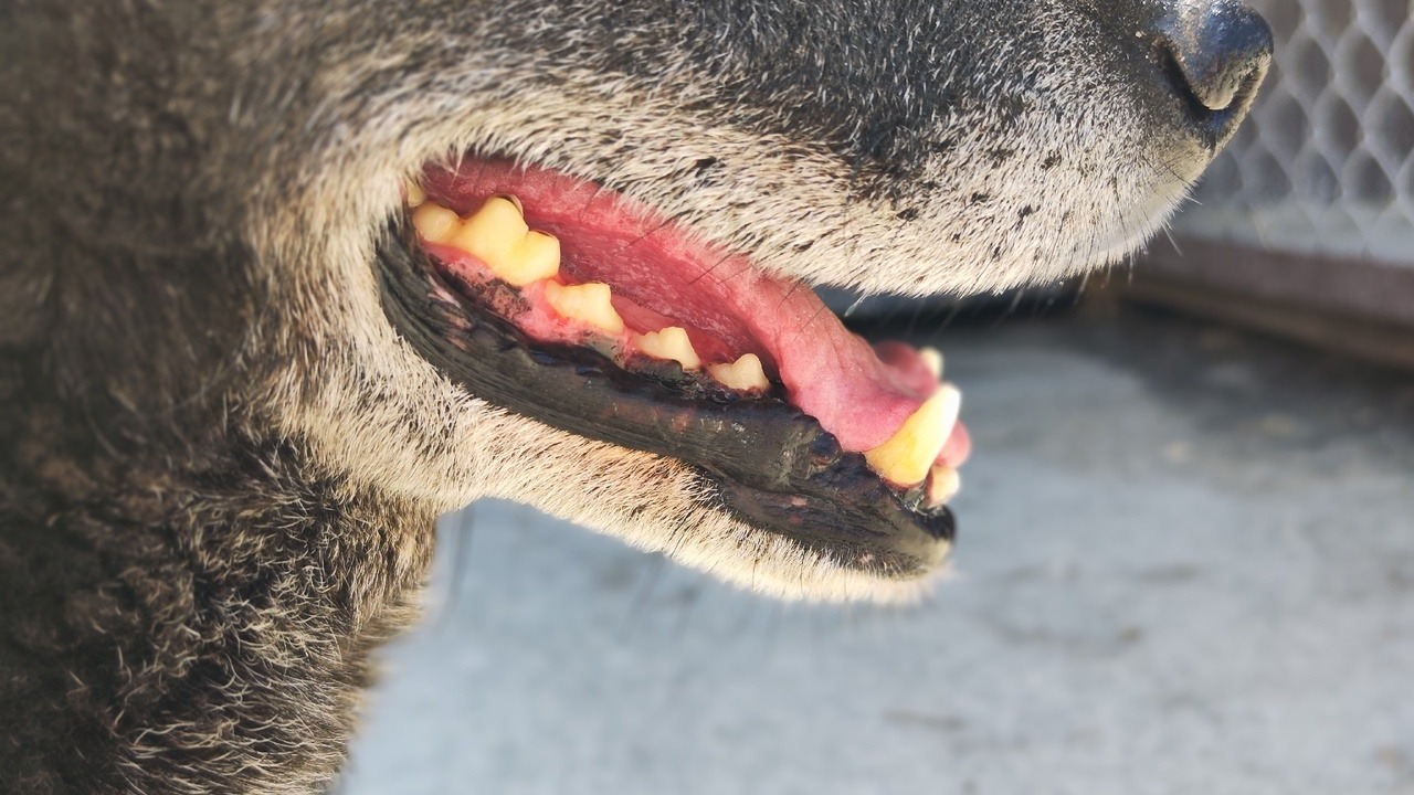 Загрызшая насмерть нижегородку собака находилась в семье на передержке