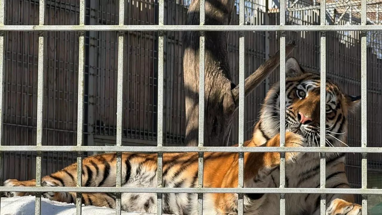 Животные встречают весну в нижегородском зоопарке