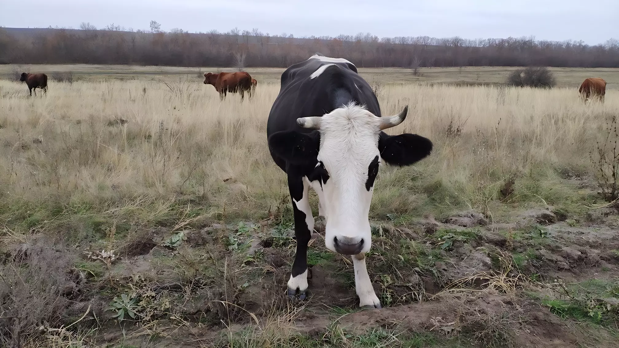 Нижегородская область внедрит геномную селекцию коров