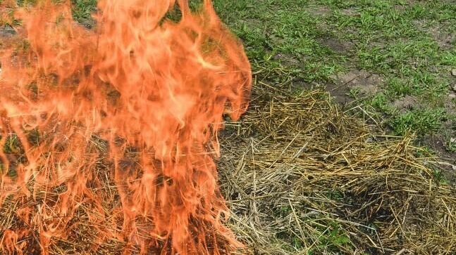 Высокая пожароопасность лесов ожидается в Нижегородской области 17 апреля